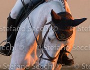 Berlin dei Folletti TosTour2013- S5 3207 : Arezzo, Arezzo Equestrian Centre, Berlin dei Folletti, Cavalli d'Italia, Toscana Tour 2013, foto di Stefano Secchi ©